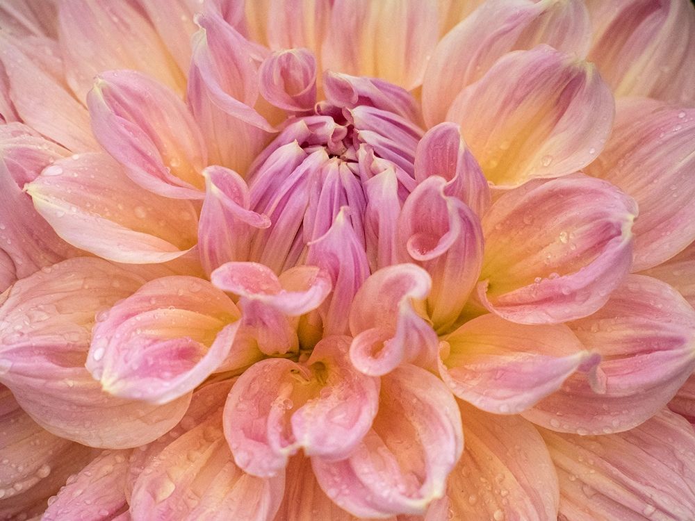 Oregon-Canby-Swan Island Dahlia farm with close-ups of flowering Dahlia